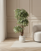 Artificial Variegated Ficus Topiary 168cm (5.5ft)